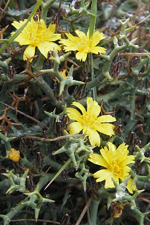 Launaea cervicornis \ Dornlattich / Hedgehog Lettuce, Mallorca/Majorca Cap Formentor 24.4.2011