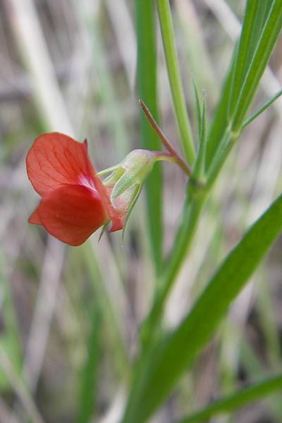 Lathyrus setifolius \ Grasblttrige Platterbse / Brown Vetchling, Narrow-Leaved Red Vetchling, Mallorca/Majorca Andratx 3.4.2012