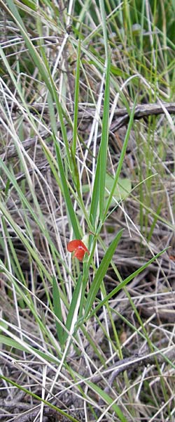 Lathyrus setifolius \ Grasblttrige Platterbse, Mallorca Andratx 3.4.2012