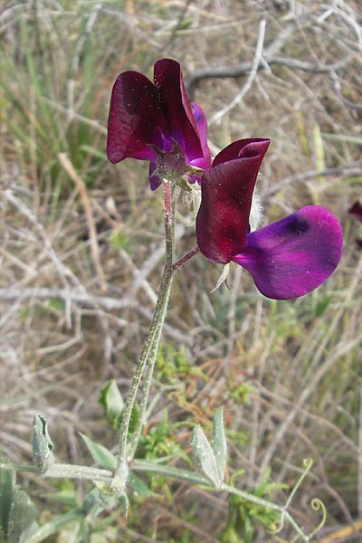 Lathyrus odoratus \ Duftende Platterbse, Garten-Wicke / Sweet Pea, Mallorca/Majorca Cala Mondrago 5.4.2012