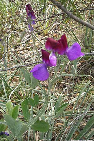 Lathyrus odoratus \ Duftende Platterbse, Garten-Wicke / Sweet Pea, Mallorca/Majorca Cala Mondrago 5.4.2012
