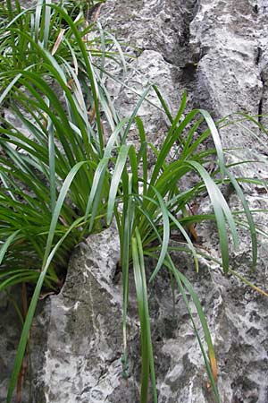 Leucojum aestivum \ Sommer-Knotenblume / Summer Snowflake, Mallorca/Majorca Torrent de Pareis 27.4.2011