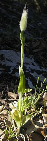 Lagurus ovatus \ Sdliches Samtgras, Hasenschwnzchen, Mallorca Pollensa 11.4.2012