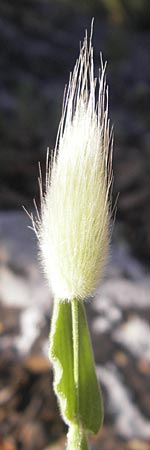 Lagurus ovatus \ Sdliches Samtgras, Hasenschwnzchen / Hare's Tail Grass, Mallorca/Majorca Pollensa 11.4.2012