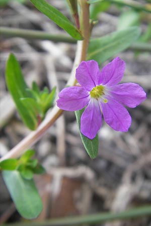 Lythrum junceum \ Binsen-Weiderich, Mallorca S'Albufera 30.4.2011