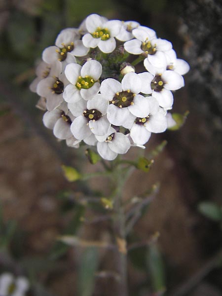 Lobularia maritima \ Strandkresse, Weies Steinkraut, Mallorca Ca'n Picafort 30.4.2011