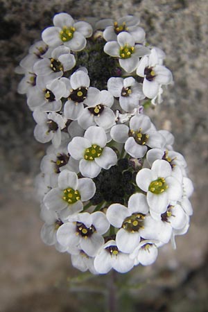 Lobularia maritima \ Strandkresse, Weies Steinkraut, Mallorca Ca'n Picafort 30.4.2011