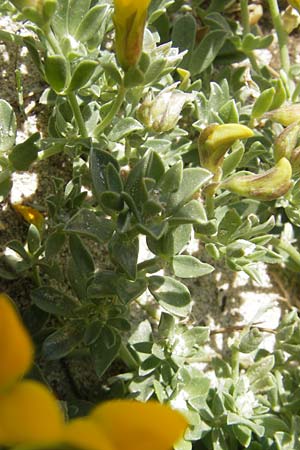 Lotus cytisoides \ Geikleeartiger Hornklee, Mallorca Cala Mondrago 5.4.2012