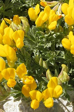 Lotus cytisoides \ Geikleeartiger Hornklee / Grey Bird's-Foot Trefoil, Mallorca/Majorca Cala Mondrago 5.4.2012