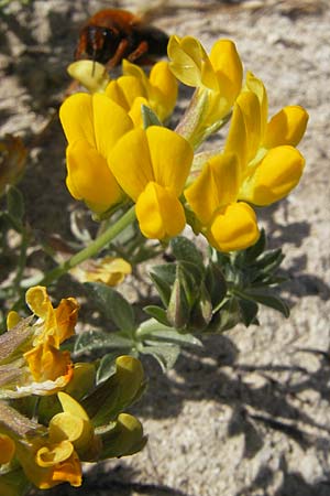 Lotus cytisoides \ Geikleeartiger Hornklee, Mallorca Cala Mondrago 5.4.2012