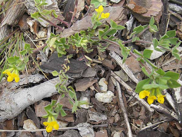 Lotus ornithopodioides \ Vogelfuhnlicher Hornklee / Clustered Bird's-Foot Trefoil, Mallorca/Majorca Andratx 22.4.2011