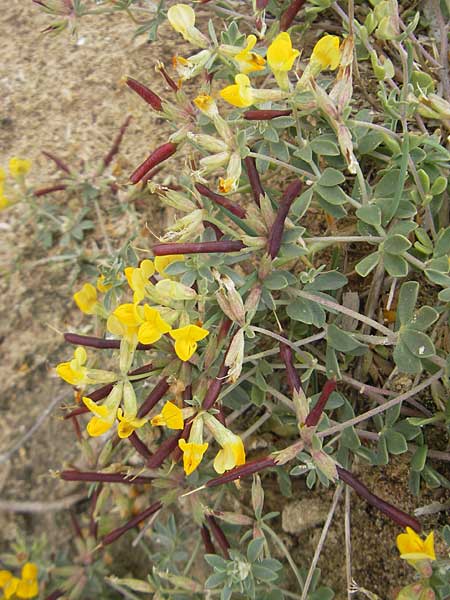 Lotus cytisoides \ Geikleeartiger Hornklee / Grey Bird's-Foot Trefoil, Mallorca/Majorca S'Arenal 25.4.2011