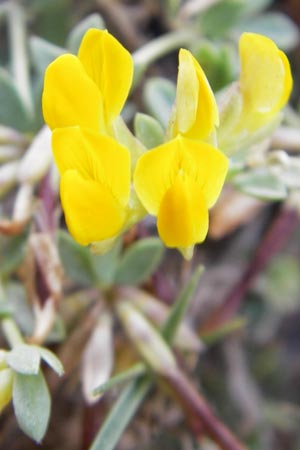 Lotus cytisoides \ Geikleeartiger Hornklee / Grey Bird's-Foot Trefoil, Mallorca/Majorca Ca'n Picafort 30.4.2011