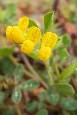 Lotus ornithopodioides \ Vogelfuhnlicher Hornklee / Clustered Bird's-Foot Trefoil, Mallorca/Majorca Sa Raixa 6.4.2012