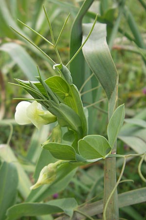 Lathyrus ochrus \ Flgel-Platterbse, Scheidige Platterbse / Winged Vetchling, Cyprus Vetch, Mallorca/Majorca Esporles 12.4.2012