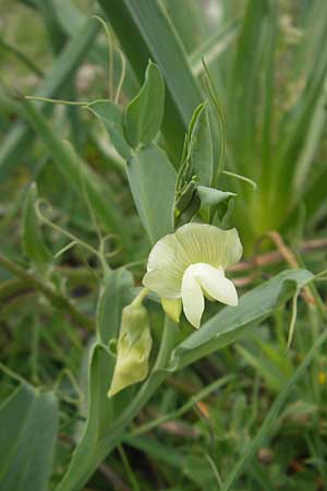 Lathyrus ochrus \ Flgel-Platterbse, Scheidige Platterbse / Winged Vetchling, Cyprus Vetch, Mallorca/Majorca Esporles 12.4.2012