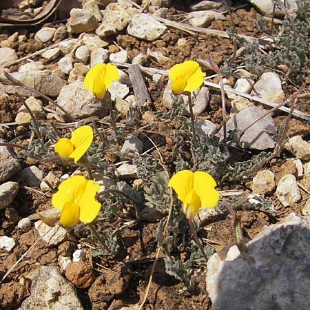 Lotus tetraphyllus \ Vierblttriger Hornklee / Four-Leaf Bird's-Foot Trefoil, Mallorca/Majorca Betlem 28.4.2011