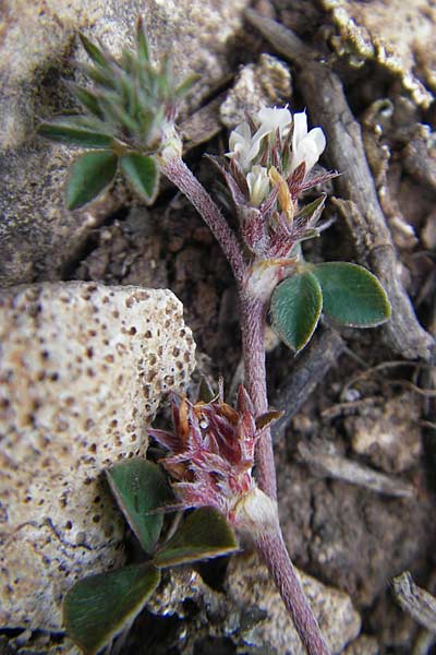 Trifolium scabrum \ Rauer Klee / Rough Clover, Mallorca/Majorca Ca'n Picafort 30.4.2011