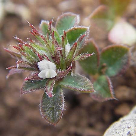 Trifolium scabrum \ Rauer Klee / Rough Clover, Mallorca/Majorca Ca'n Picafort 30.4.2011