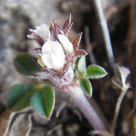 Trifolium scabrum / Rough Clover, Majorca Ca'n Picafort 30.4.2011