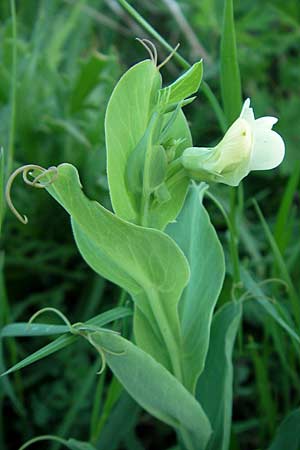 Lathyrus ochrus \ Flgel-Platterbse, Scheidige Platterbse, Mallorca Pollensa 11.4.2012