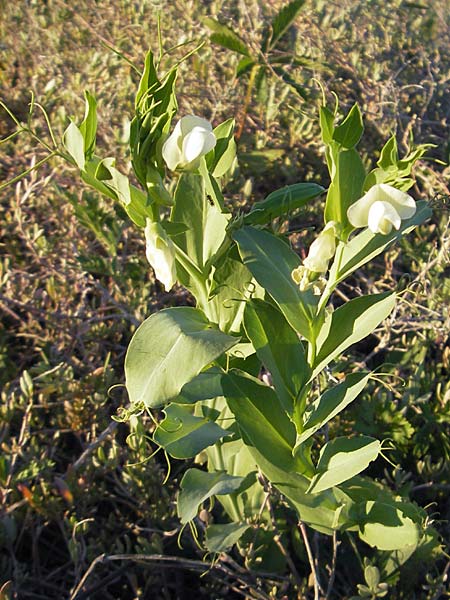 Lathyrus ochrus \ Flgel-Platterbse, Scheidige Platterbse / Winged Vetchling, Cyprus Vetch, Mallorca/Majorca Pollensa 11.4.2012