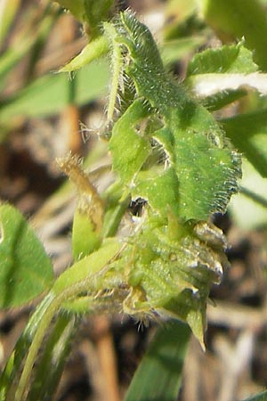 Medicago rigidula \ Sammet-Schneckenklee / Rigid Medick, Tifton Burclover, Mallorca/Majorca Magaluf 1.5.2011