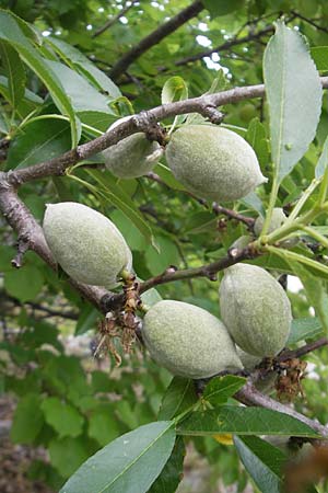 Prunus dulcis \ Mandel / Almond, Mallorca/Majorca Soller Botan. Gar. 23.4.2011