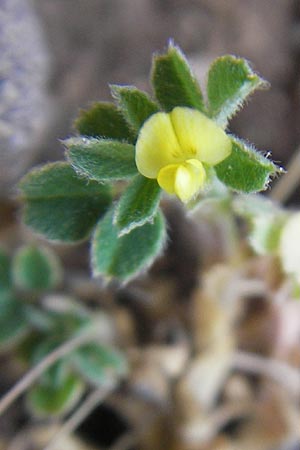 Medicago minima \ Zwerg-Schneckenklee / Burr Medick, Mallorca/Majorca Ca'n Picafort 30.4.2011