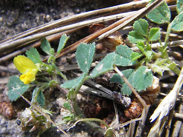 Medicago littoralis / Strand Medick, Water Medick, Majorca Magaluf 1.5.2011