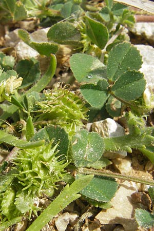 Medicago rigidula \ Sammet-Schneckenklee / Rigid Medick, Tifton Burclover, Mallorca/Majorca Port de Andratx 3.4.2012