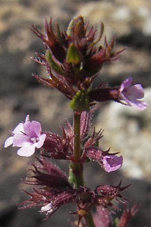 Micromeria microphylla \ Kleinblttrige Bergminze / Maltese Savory, Mallorca/Majorca Betlem 28.4.2011