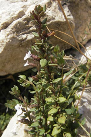 Micromeria filiformis \ Fadenfrmige Bergminze, Mallorca Sant Elm 29.4.2011