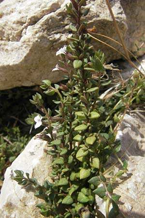 Micromeria filiformis \ Fadenfrmige Bergminze / Corsian Savory, Mallorca/Majorca Sant Elm 29.4.2011