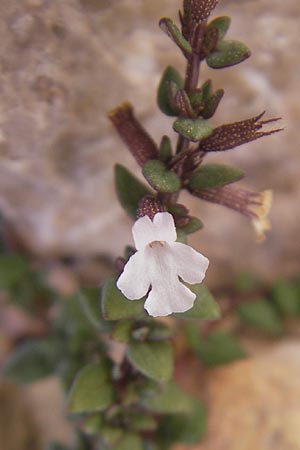 Micromeria filiformis \ Fadenfrmige Bergminze / Corsian Savory, Mallorca/Majorca Sant Elm 29.4.2011