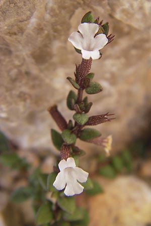 Micromeria filiformis \ Fadenfrmige Bergminze, Mallorca Sant Elm 29.4.2011