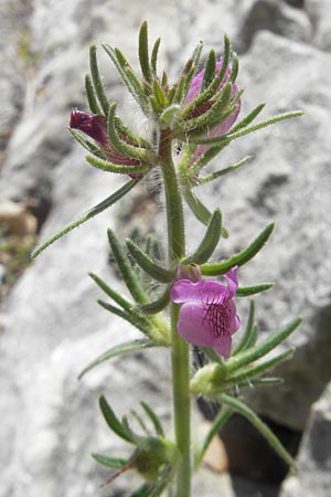 Misopates orontium \ Acker-Lwenmaul, Groer Orant / Weasel's-Snout, Lesser Snapdragon, Mallorca/Majorca Llucmajor 8.4.2012