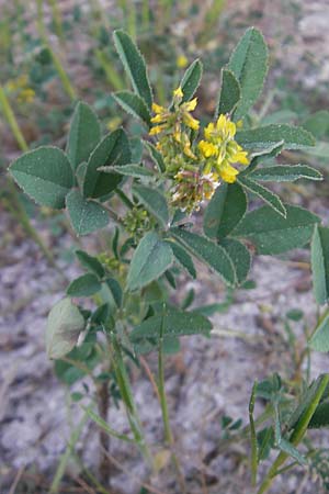 Melilotus segetalis \ Saat-Steinklee / Corn Melilot, Mallorca/Majorca Cala Pi 8.4.2012