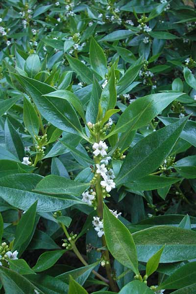 Myoporum laetum \ Drsenstrauch, Ngaio-Baum / Mousehole Tree, Coast Myoporum, Mallorca/Majorca Cala Pi 8.4.2012