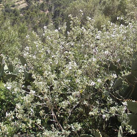 Malva subovata \ Strand-Strauchpappel / Sea Mallow, Mallorca/Majorca Llucmajor 8.4.2012