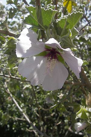 Malva subovata \ Strand-Strauchpappel / Sea Mallow, Mallorca/Majorca Llucmajor 8.4.2012