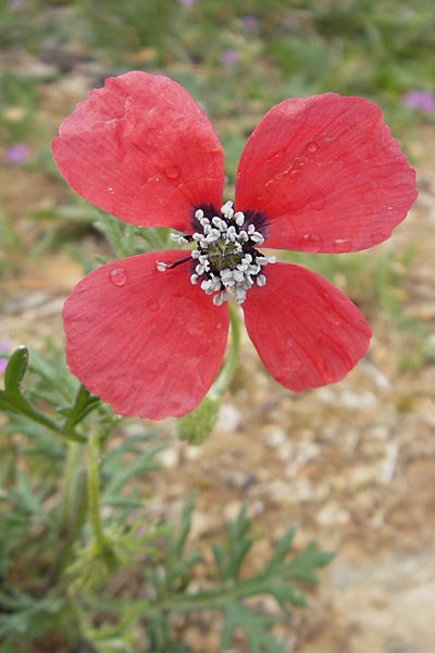 Papaver hybridum \ Bastard-Mohn, Krummborstiger Mohn, Mallorca S'Arenal 5.4.2012