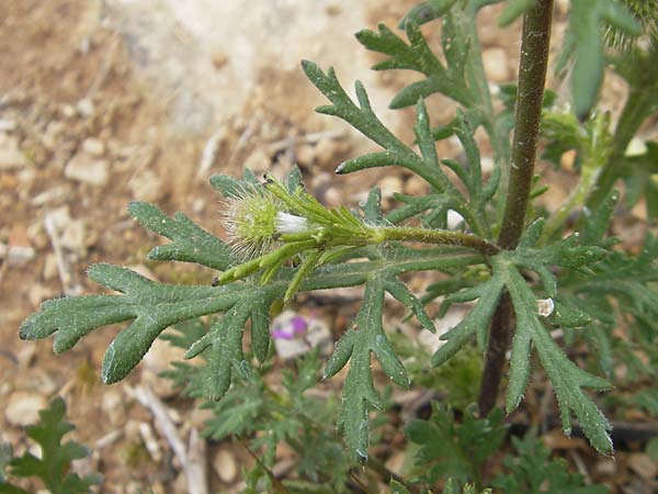 Papaver hybridum \ Bastard-Mohn, Krummborstiger Mohn, Mallorca S'Arenal 5.4.2012