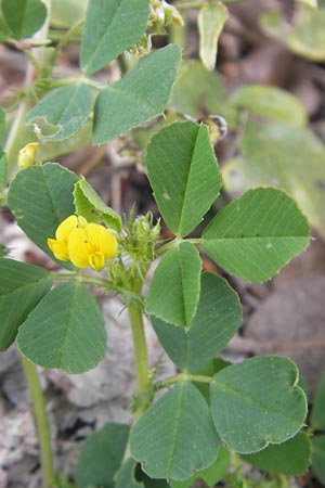 Medicago polymorpha \ Rauer Schneckenklee, Schwarzer Schneckenklee / Toothed Medick, Spotted Medick, Mallorca/Majorca Esporles 12.4.2012