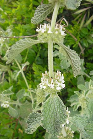 Marrubium vulgare \ Weier Andorn / White Horehound, Mallorca/Majorca Ca'n Picafort 30.4.2011