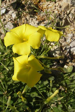 Oxalis pes-caprae \ Nickender Sauerklee, Mallorca Port de Andratx 9.4.2012