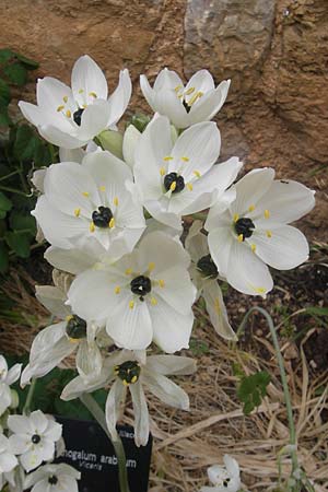 Ornithogalum arabicum \ Arabischer Milchstern / Arabian Star Flower, Black Pearl Lily, Mallorca/Majorca Soller Botan. Gar. 23.4.2011