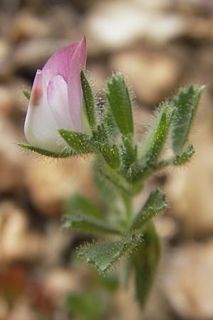 Ononis reclinata \ Nickende Hauhechel / Small Restharrow, Mallorca/Majorca Andratx 22.4.2011