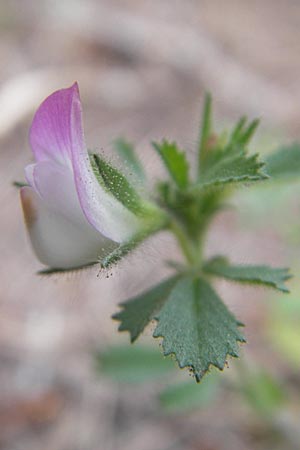 Ononis reclinata \ Nickende Hauhechel / Small Restharrow, Mallorca/Majorca Punta de n'Amer 25.4.2011