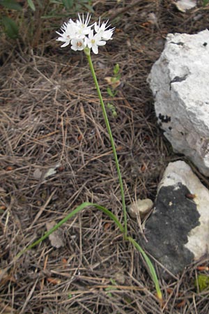 Allium subvillosum / Western Mediterranean Garlic, Majorca S'Arenal 25.4.2011